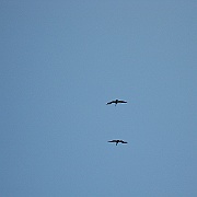 Picture 006